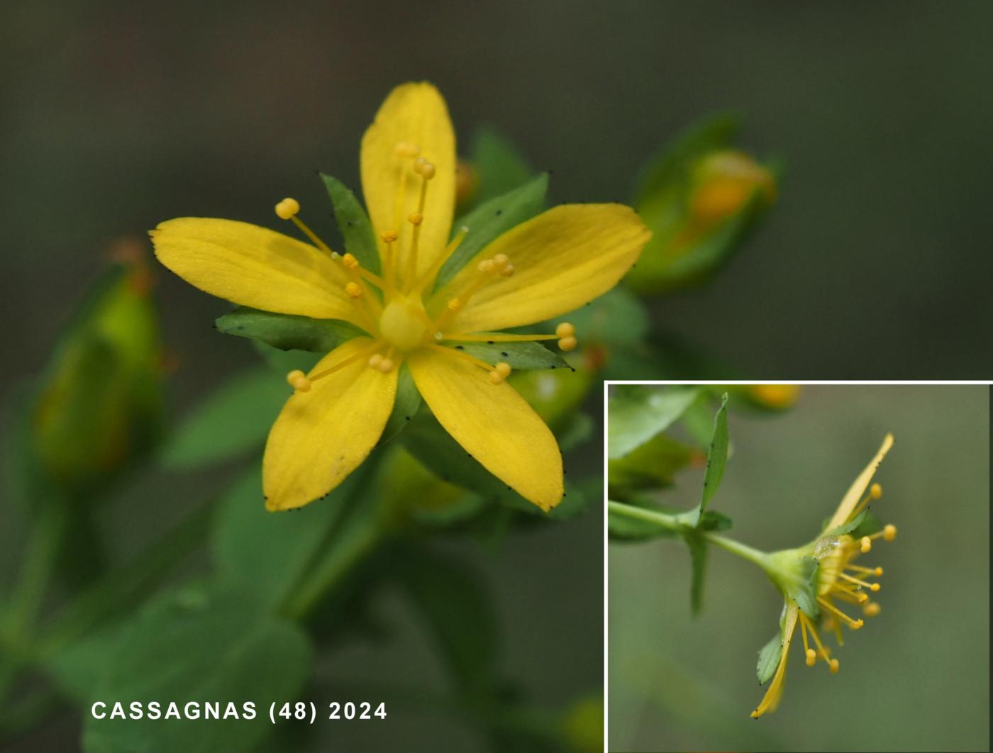 St. John's Wort, Trailing flower